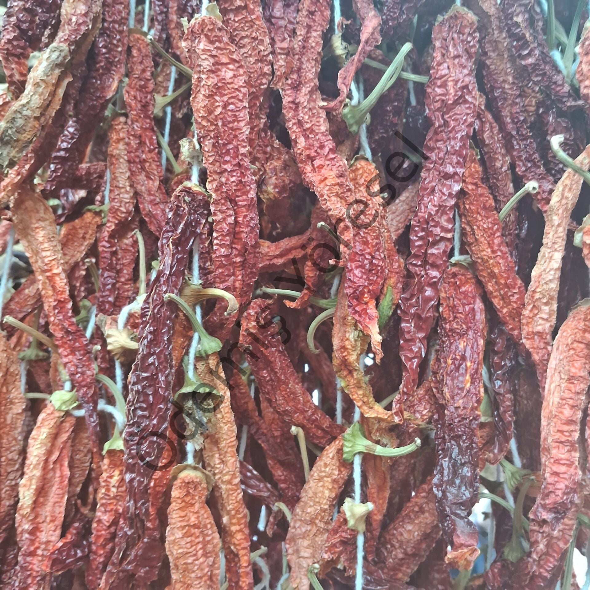 Kızartmalık Biber Kurusu