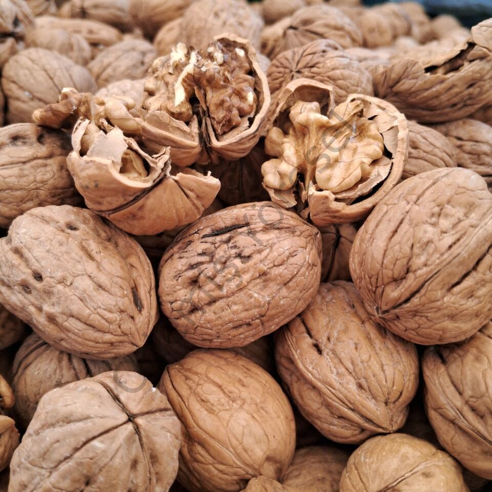 Ödemiş Yayla Ceviz