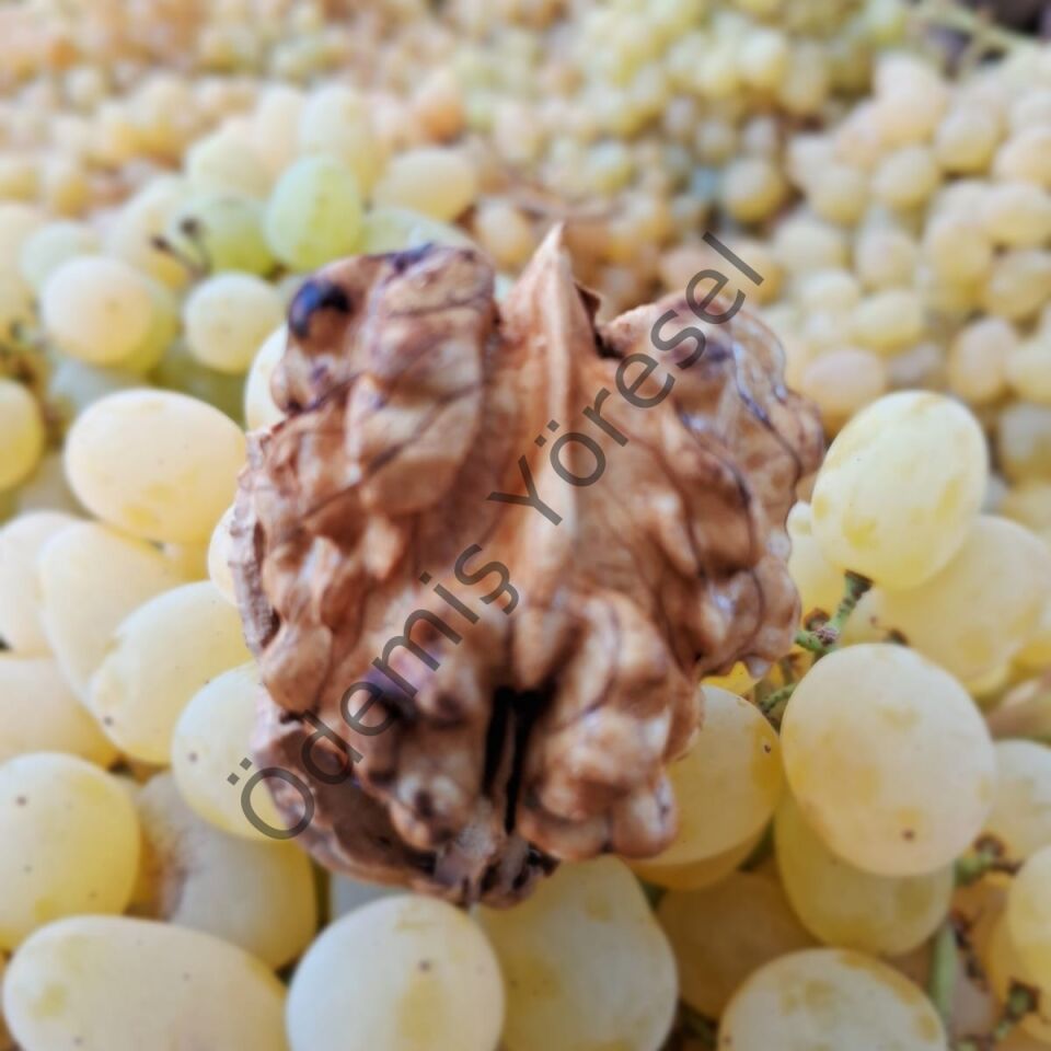 Ödemiş Yayla Ceviz