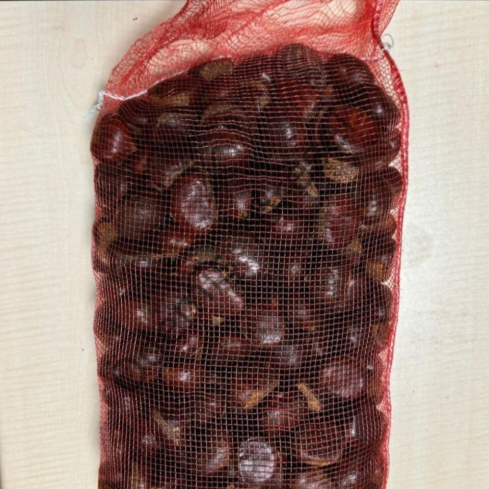 Ödemiş Yayla Kestane