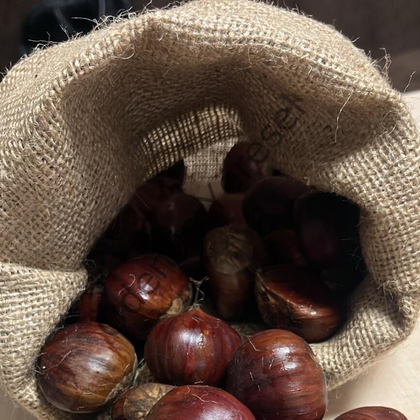 Ödemiş Yayla Kestane