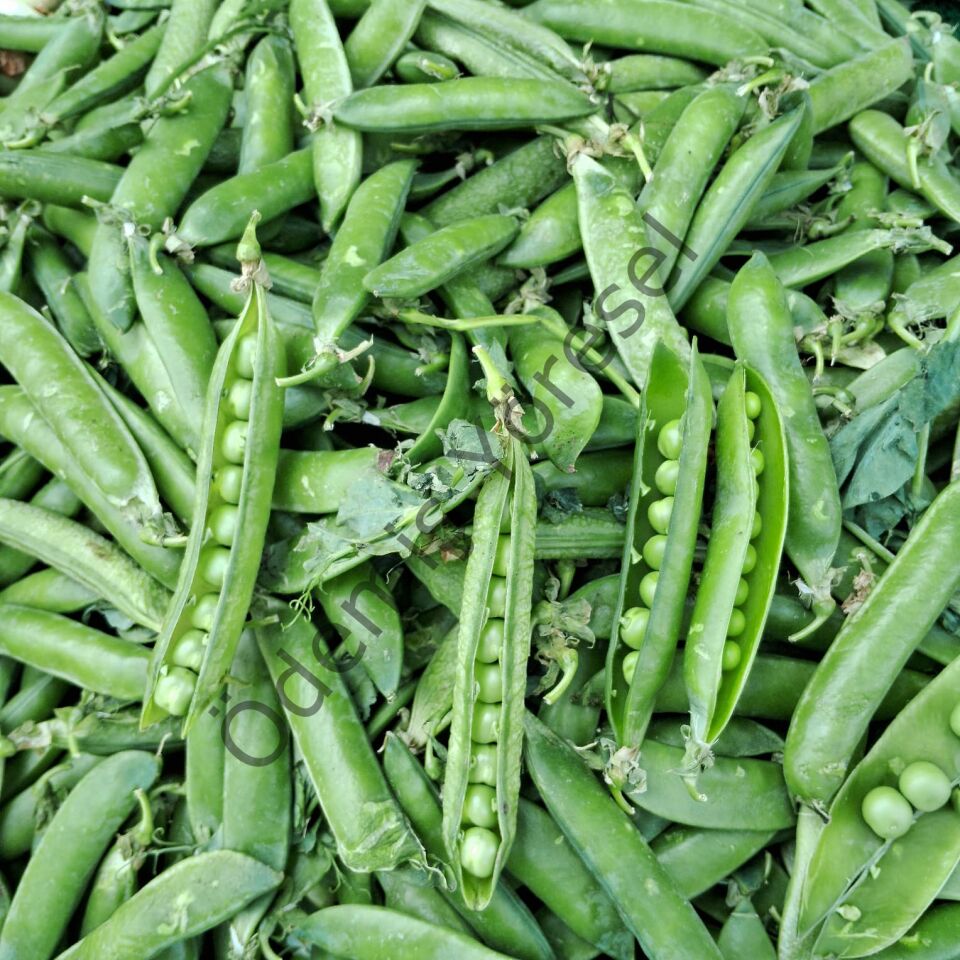 Kaymakçı Bezelye Hasat