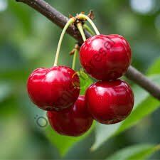 Subatan Yayla Kiraz Hasat 3000g