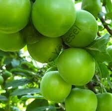 Bademli Erik Hasat 1000g