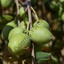 Çekişte Zeytin Hasat 5000g