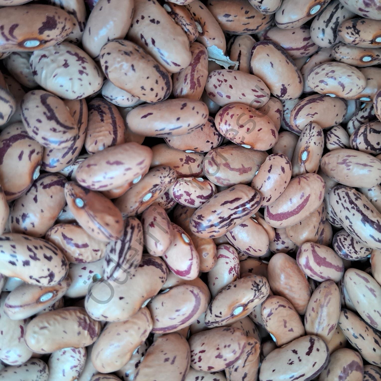 Çamyayla Barbunya 1000g