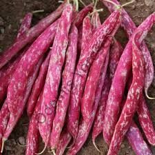 Çam Yayla Barbunya Hasat 5000g