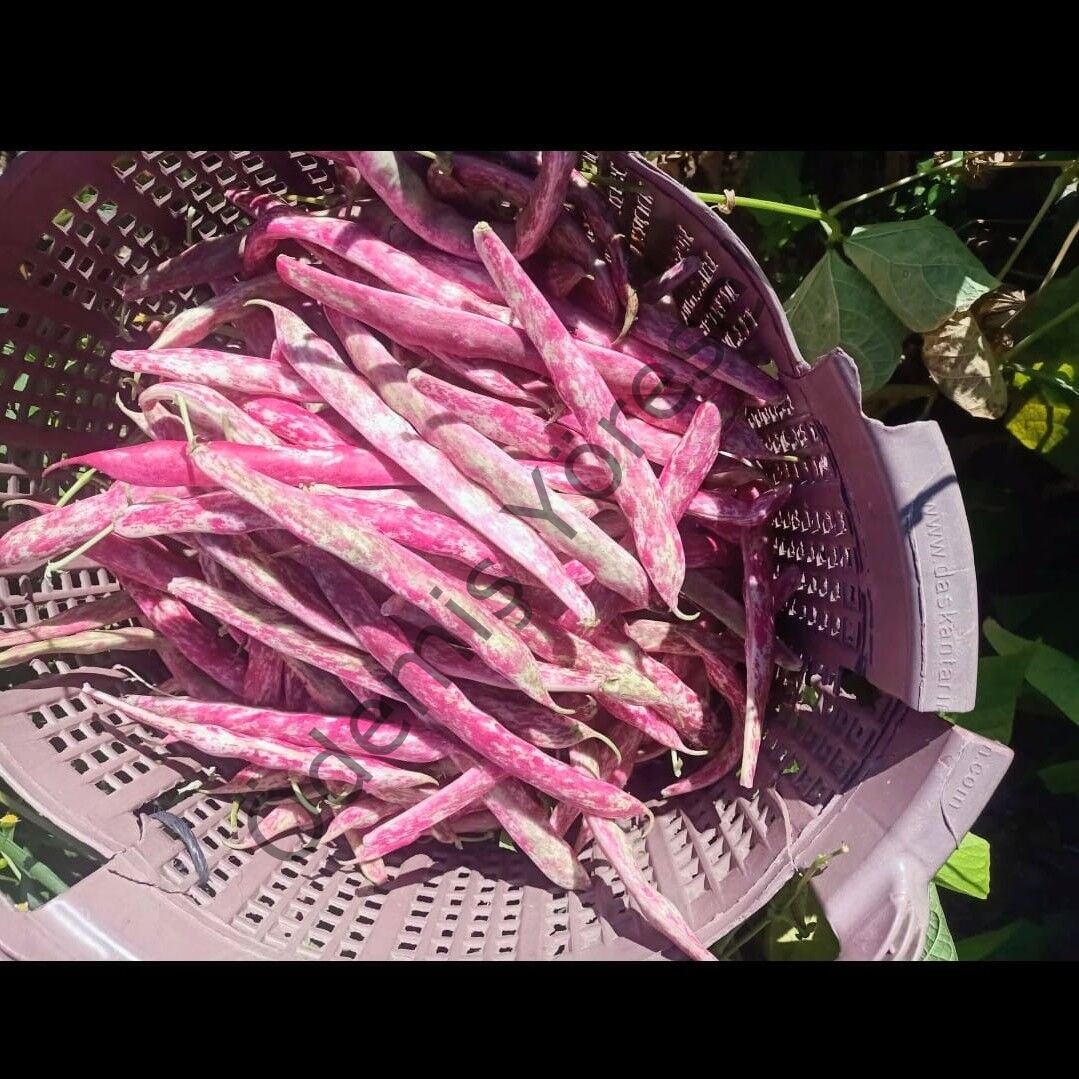 Çam Yayla Barbunya Hasat 5000g