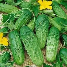 Salatalık Kornişon Hasat 5000g