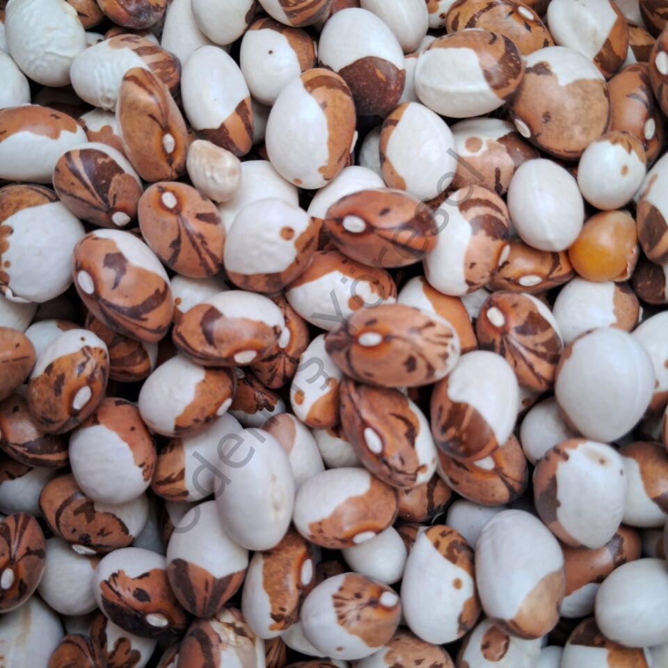 Boncuk Fasülye 1000g