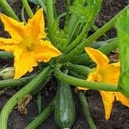 Kabak Çiçeği 10 Adet