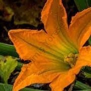 Kabak Çiçeği 10 Adet