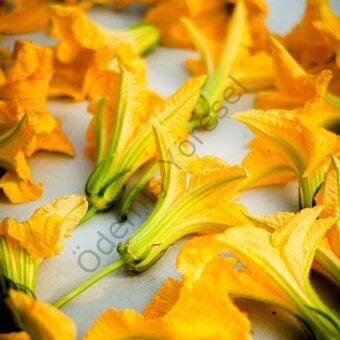 Kabak Çiçeği 10 Adet