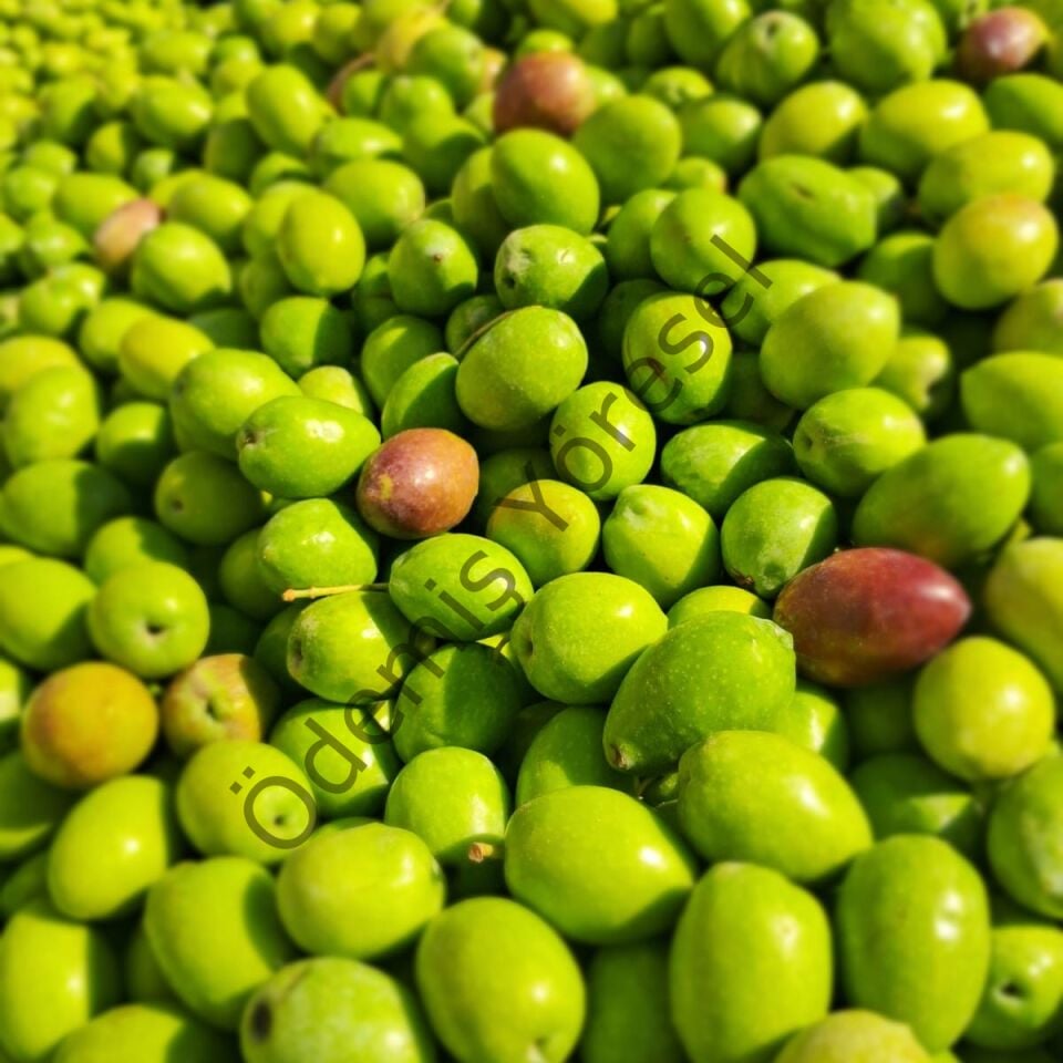 Kalamata Tarla Hasat 5000g