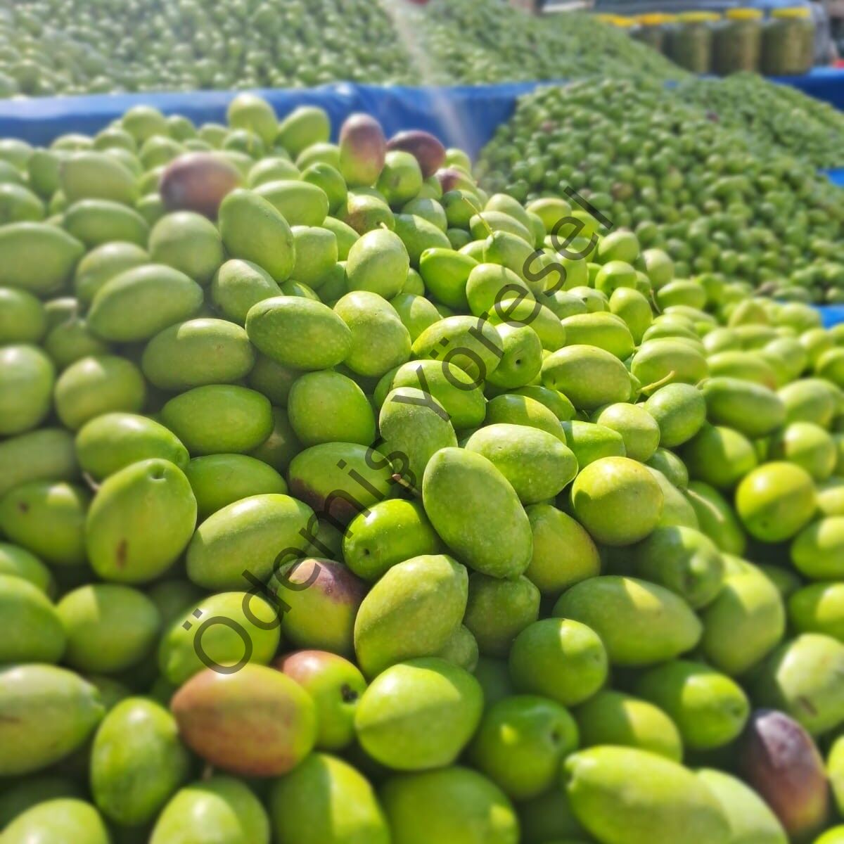 Kalamata Tarla Hasat 5000g