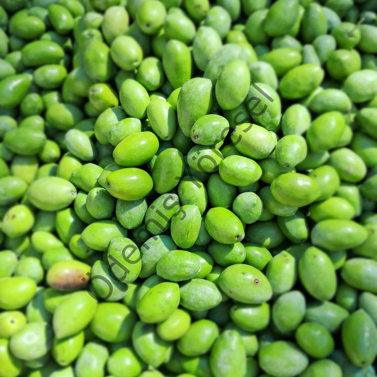 Memecik  Tarla Hasat 5000g