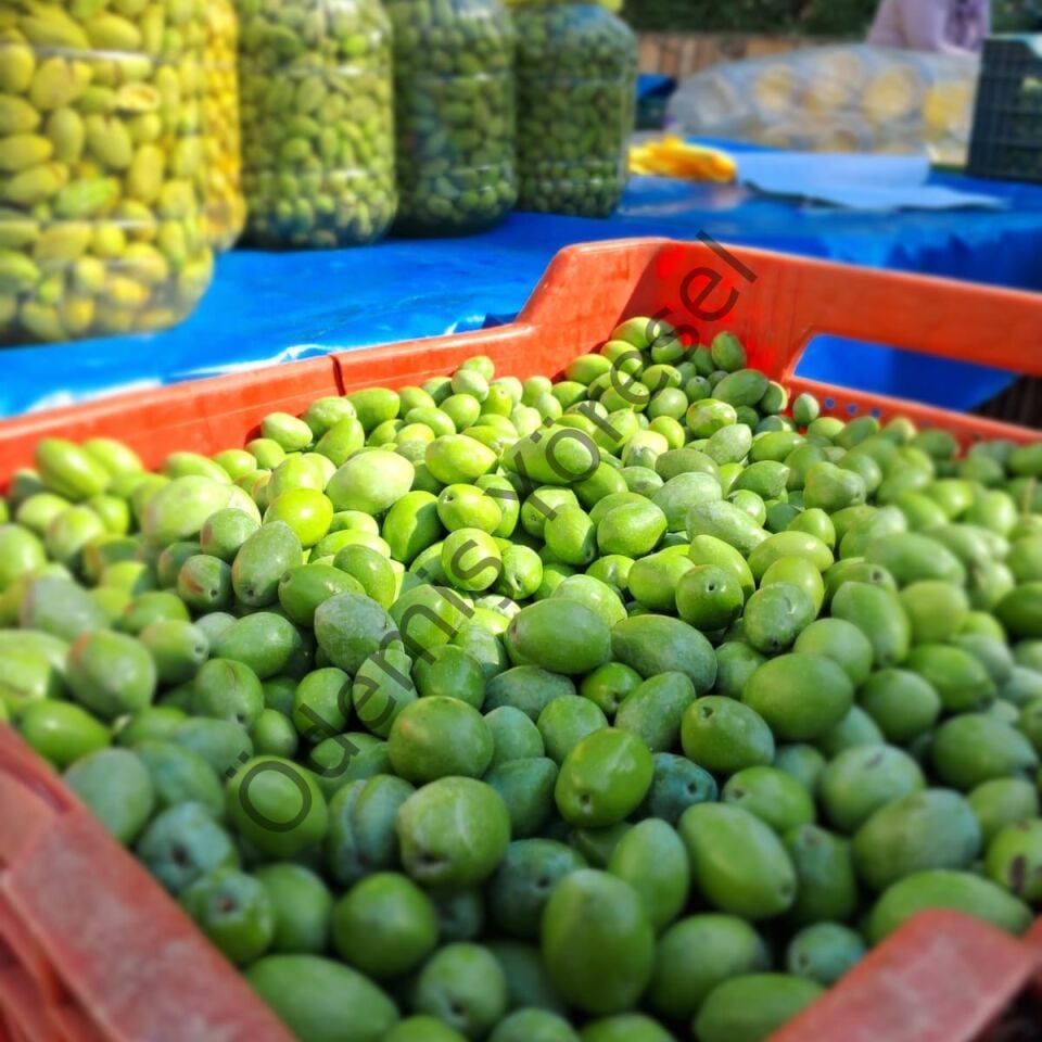 Çekişte Kırma Zeytin