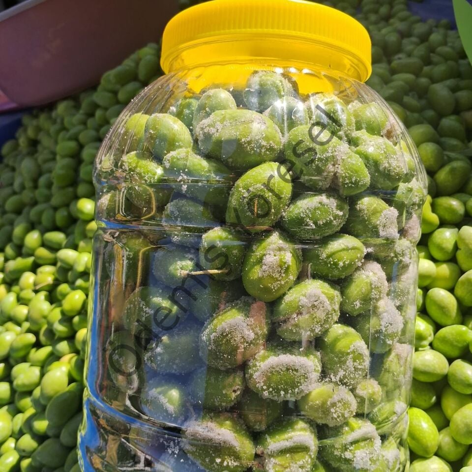 Çekişte Kırma Zeytin