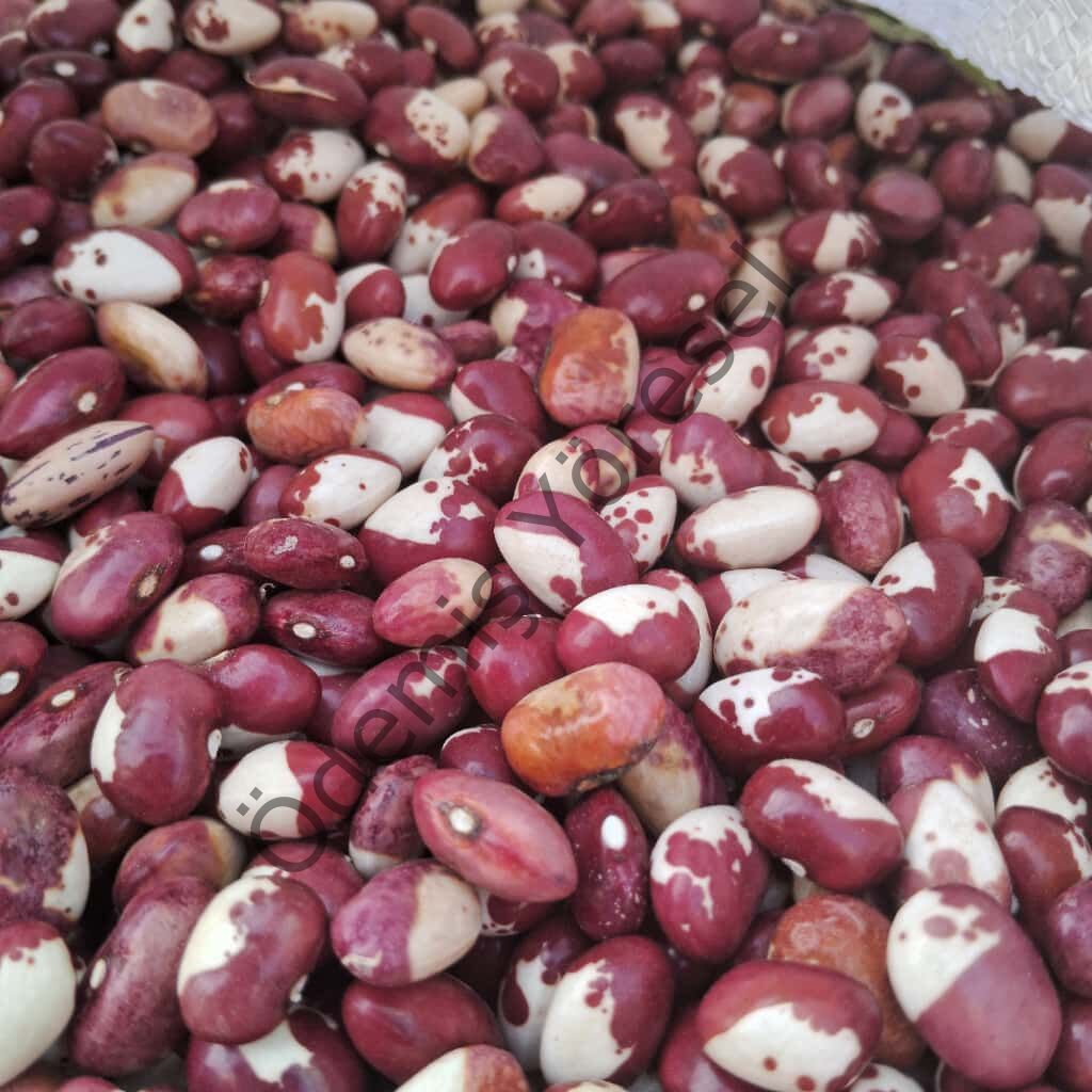 Oturak Keklik Barbunya 1000g