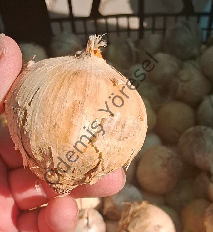 Tek Diş Sarımsak 1000g