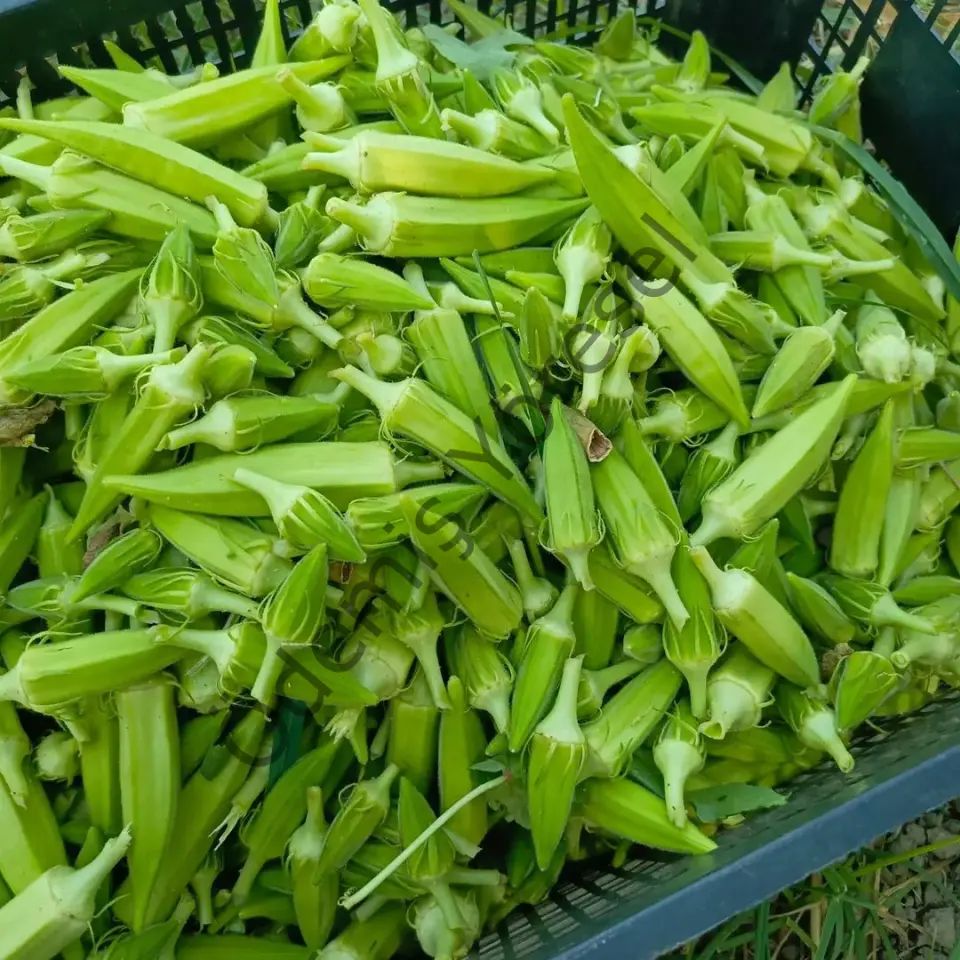Ödemiş Yayla Bamya