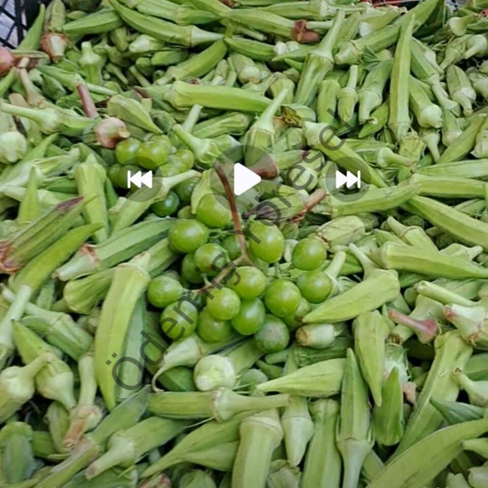 Ödemiş Yayla Bamya