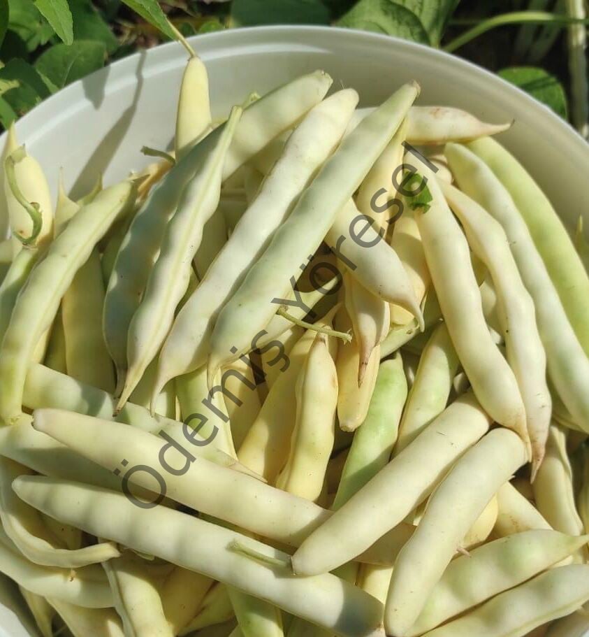 Badalan Taze Fasülye 5000g