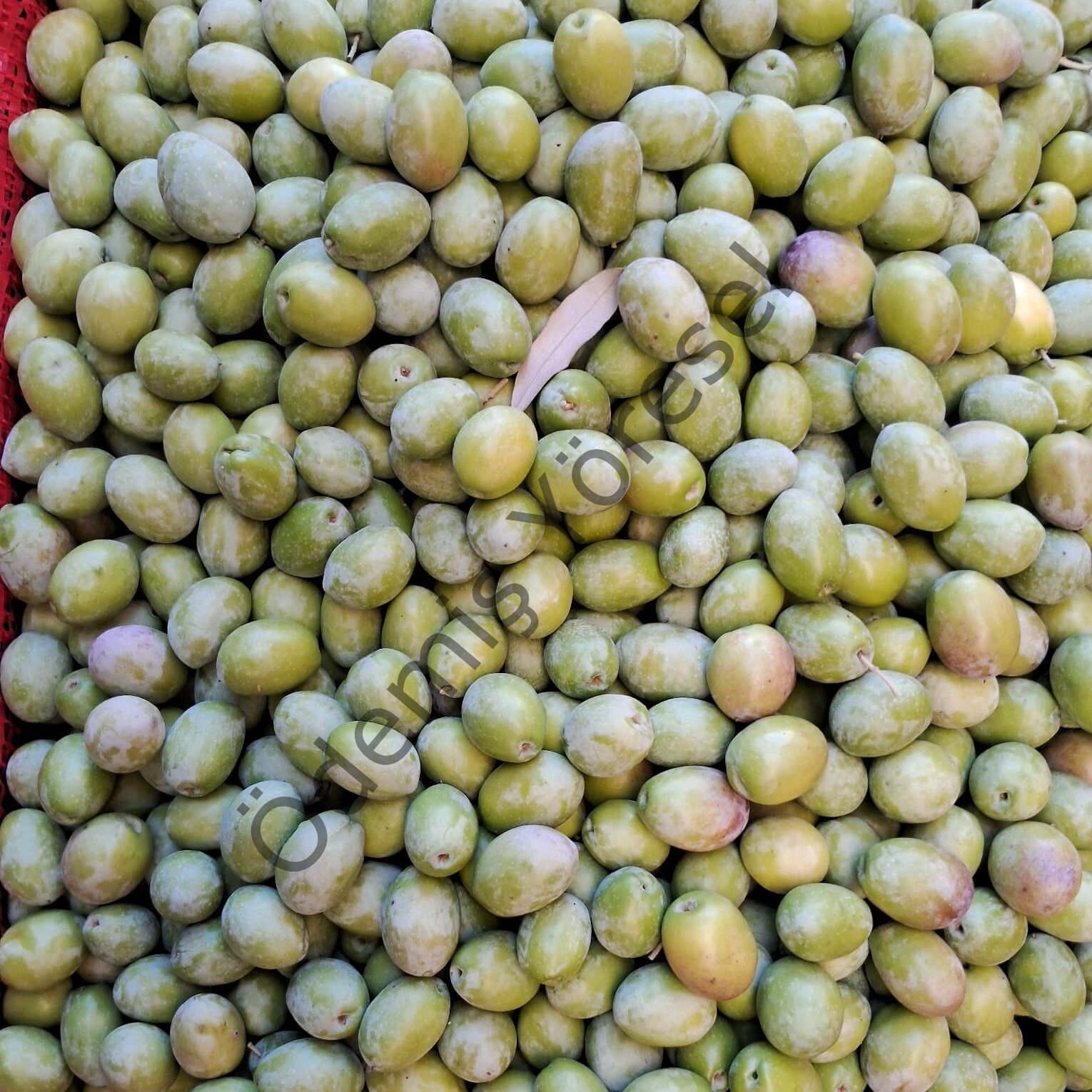 Yeşil Gemlik Zeytini (Trilye Zeytini) 3000 Gram