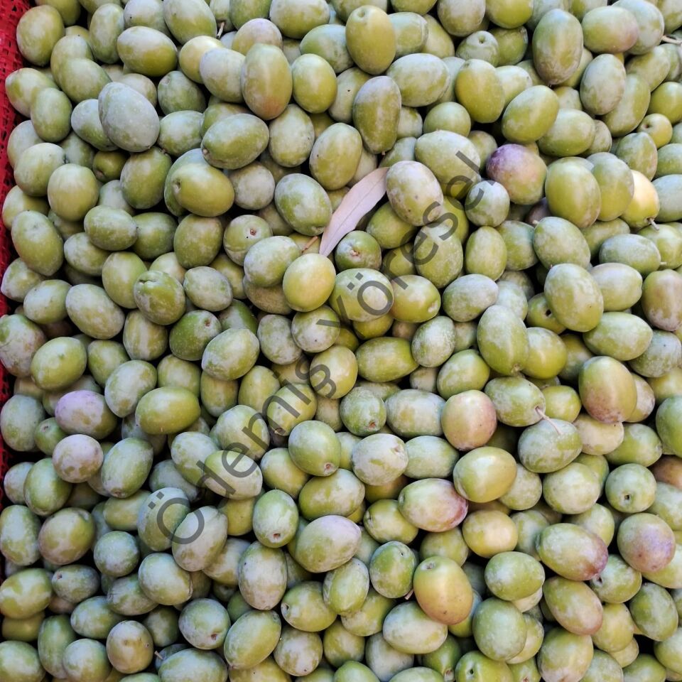 Yeşil Gemlik Zeytini (Trilye Zeytini) 3000 Gram